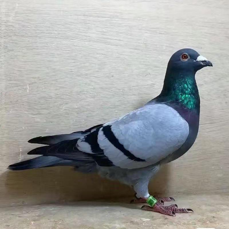橙橙鸽子铺