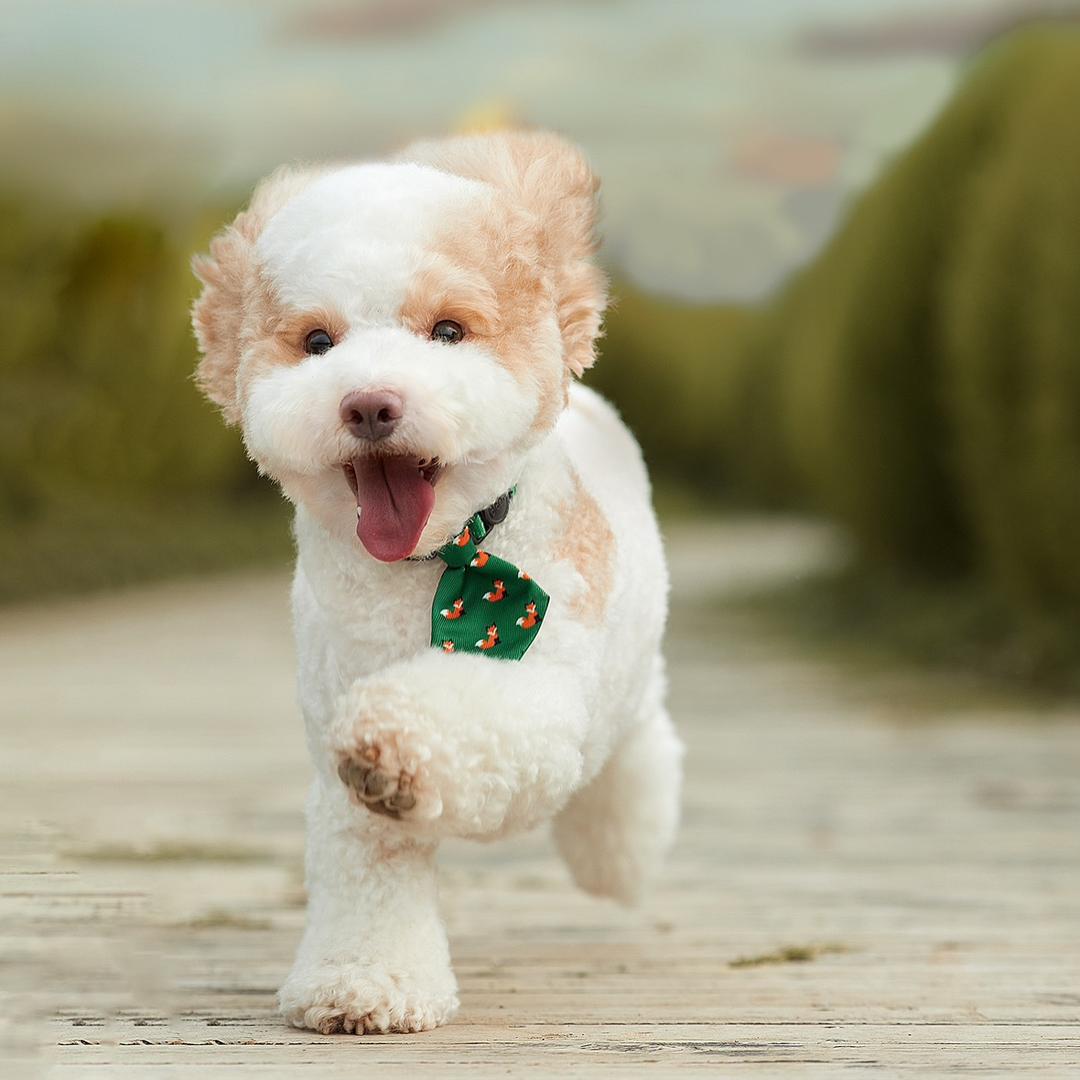 猛男拉崽🐶