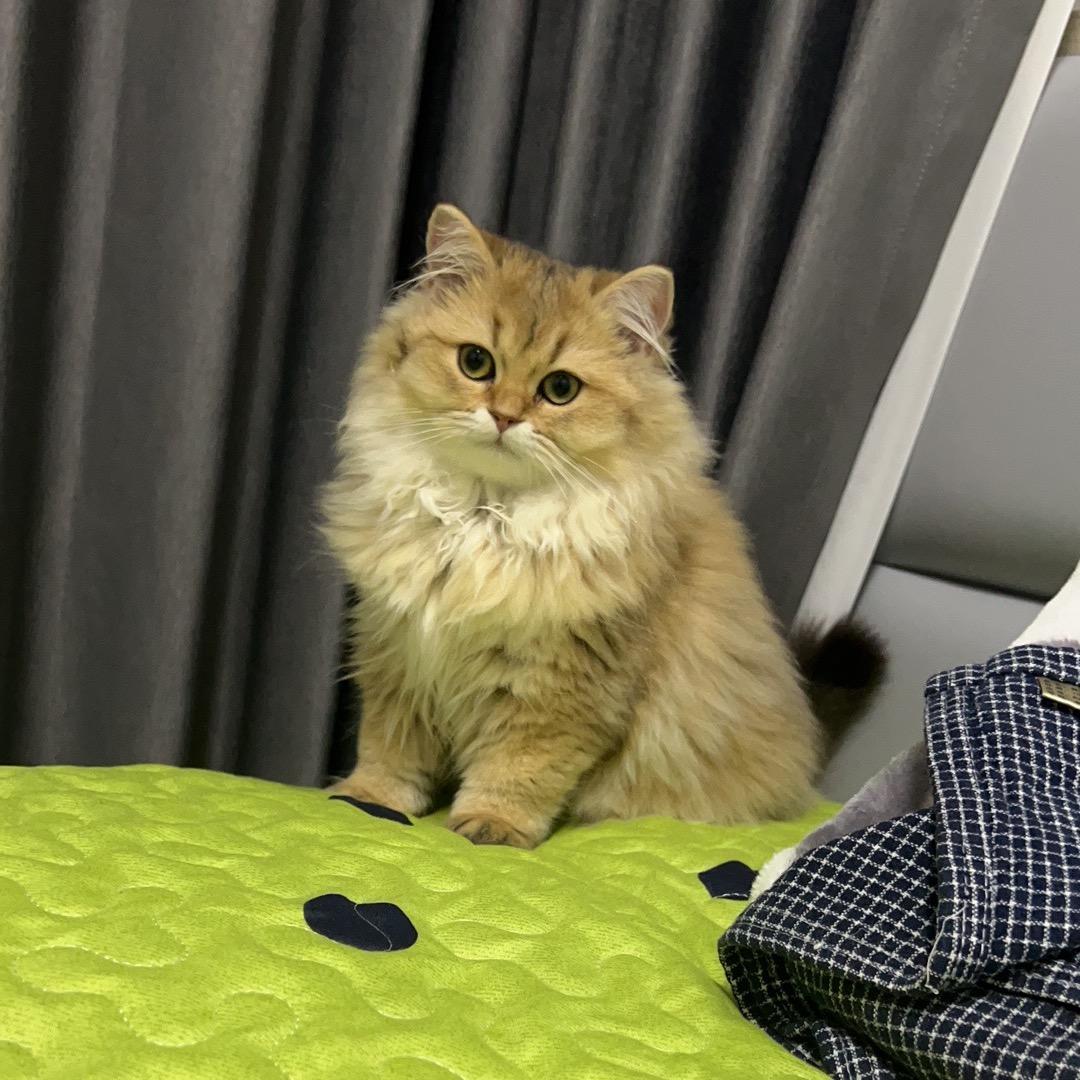 MC王小剛