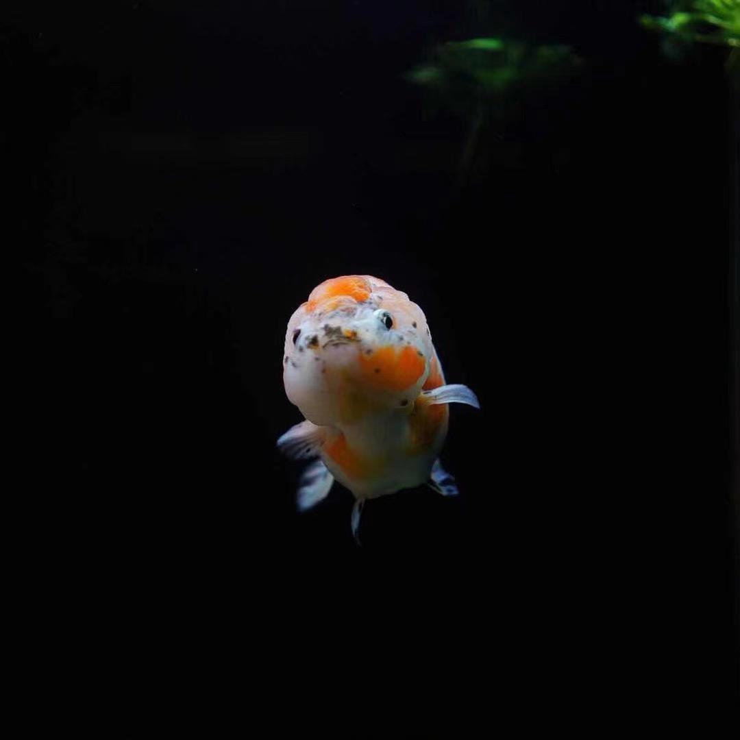 🌈积极又向上