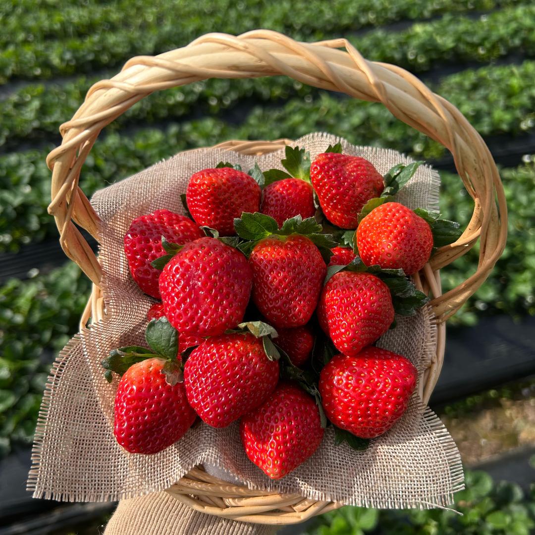 田园鲜果～草莓季