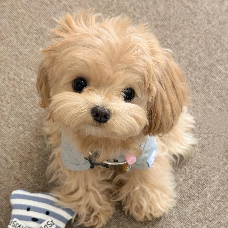 小小酥