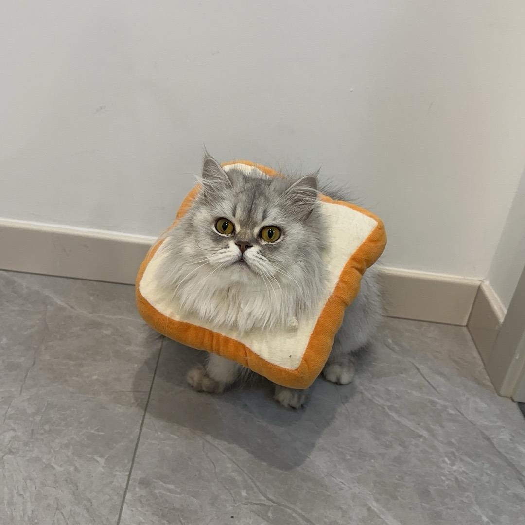 西西里岛的居民