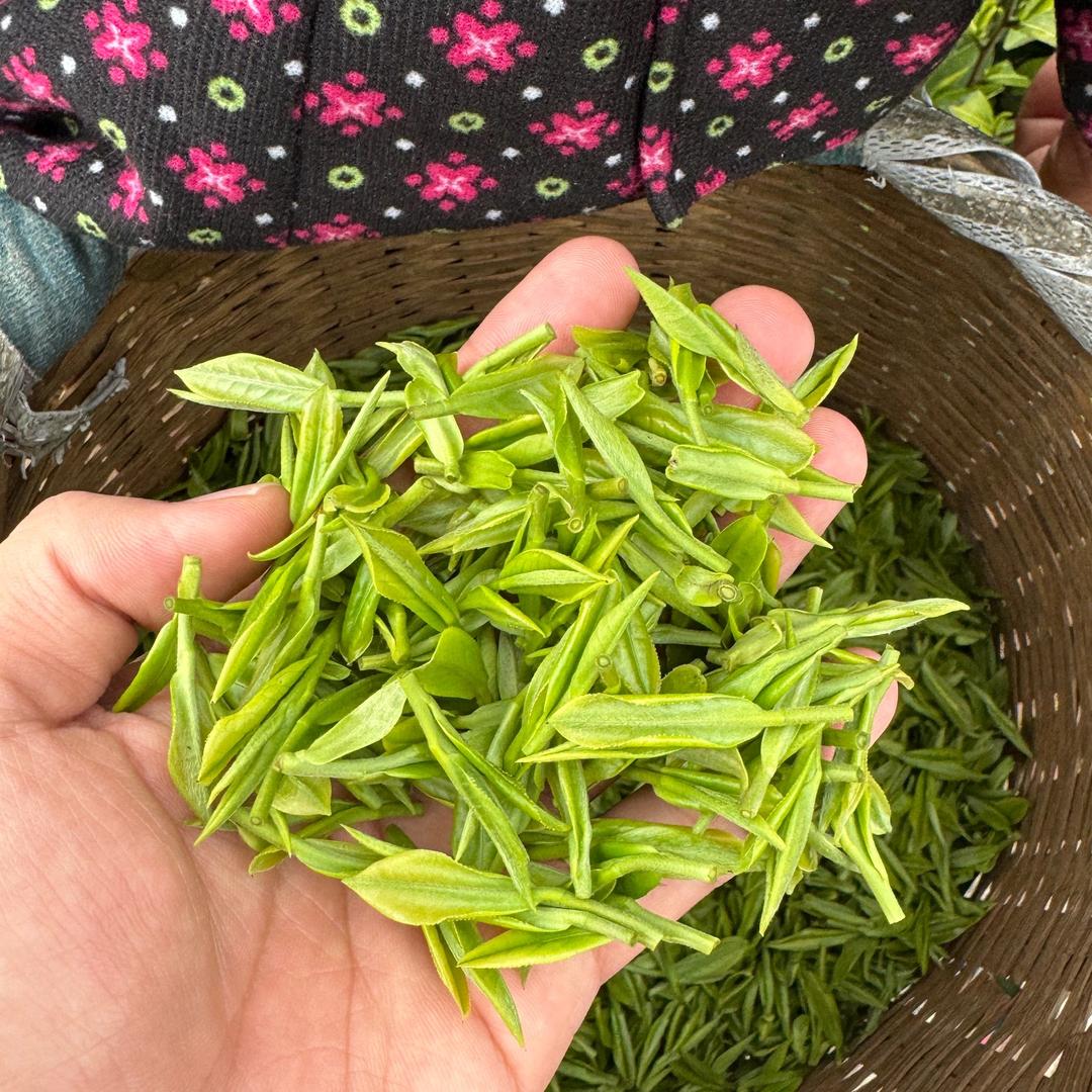 江苏碧螺春绿茶