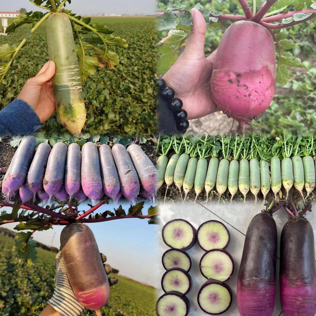 潍坊市寒亭区惠佳果蔬种植专业合作社