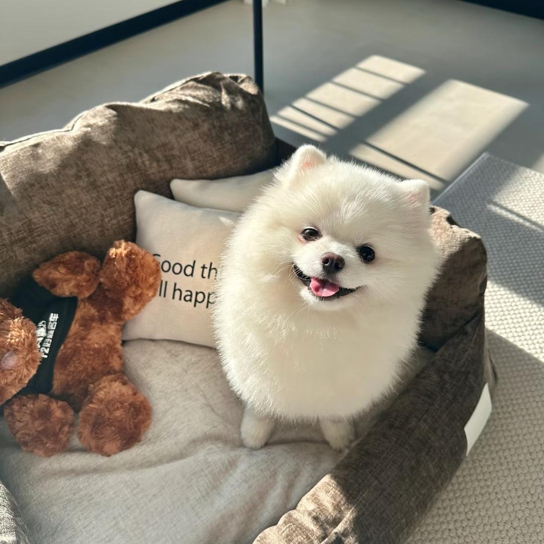 怡怡怡宠（买🐶私）