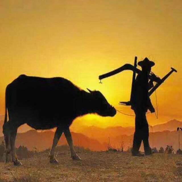 宠全乐宠物食品