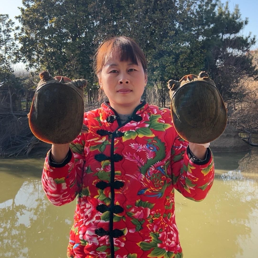 小妹家生态甲鱼