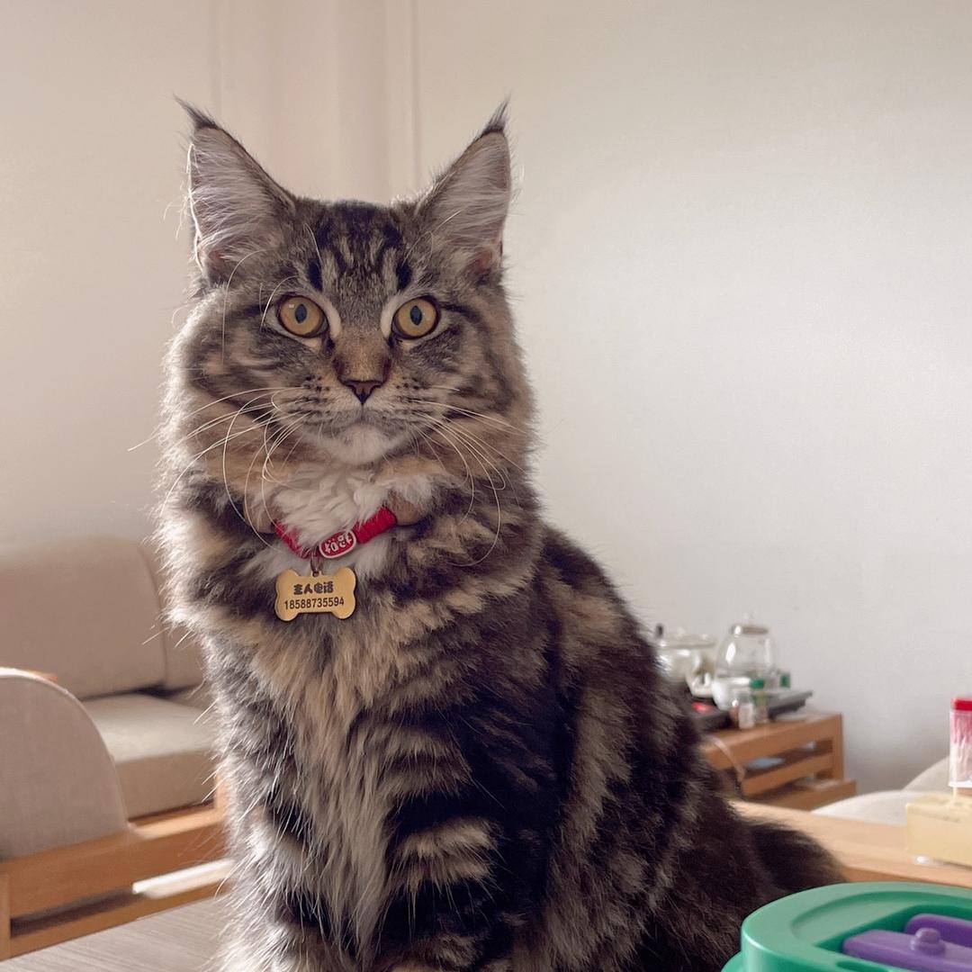 懒猫创意