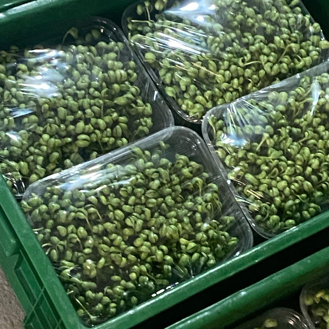 生产花生芽基地
