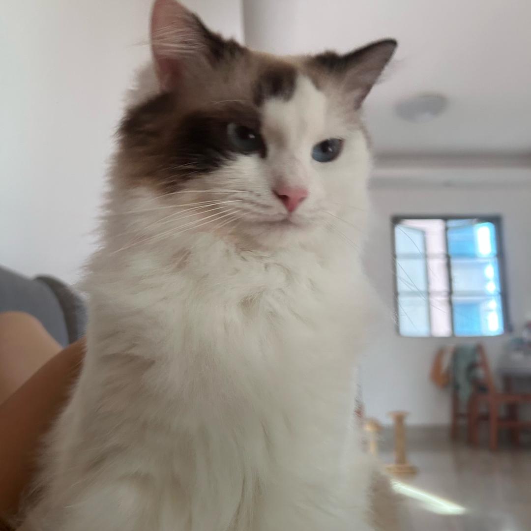 🍬单纯大儿童附体