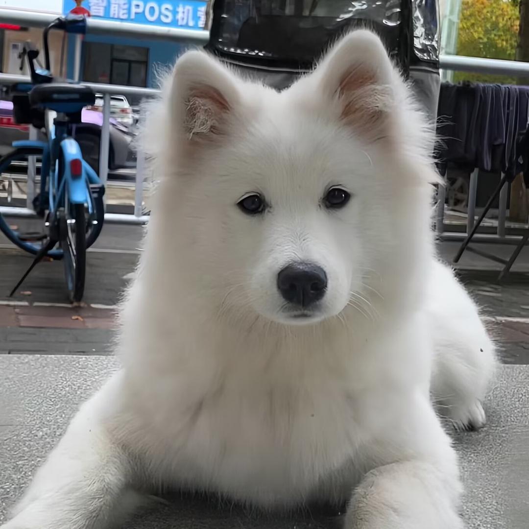 是“米团”呀