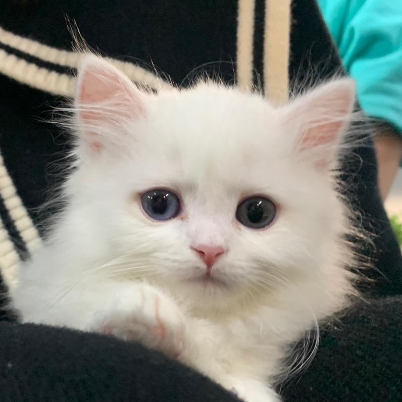 魔法师铲屎官老赵