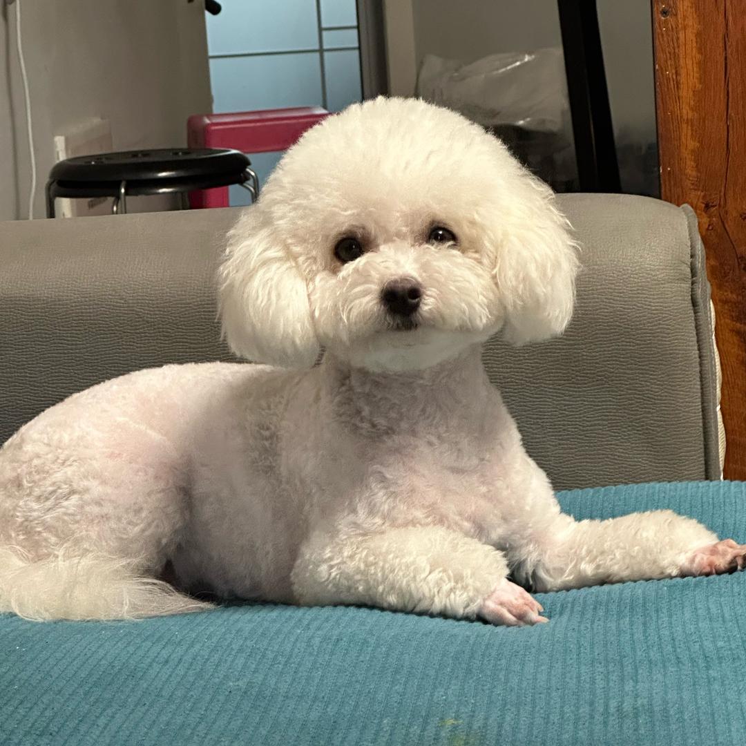 张家姑娘(拒连赞)