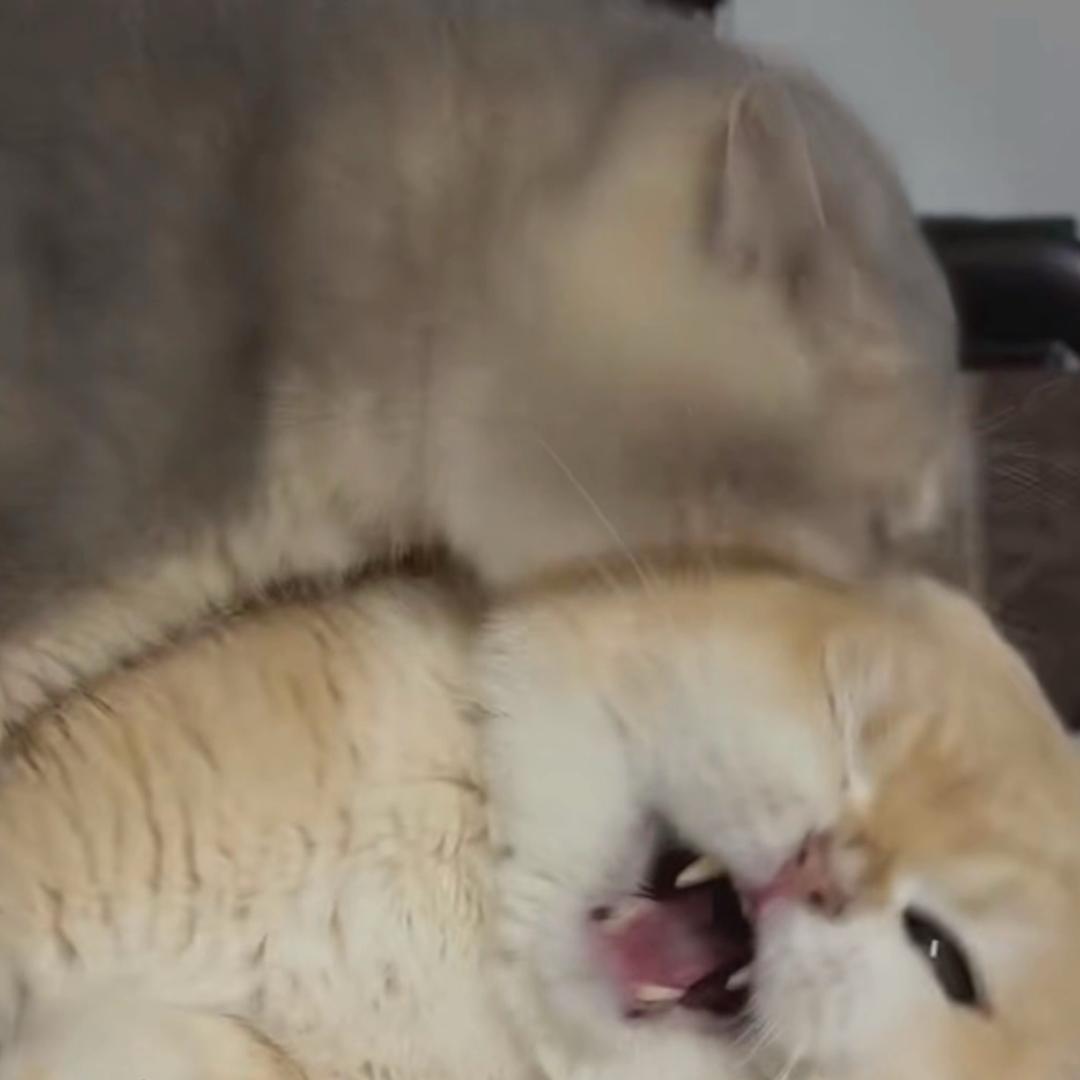 静姝