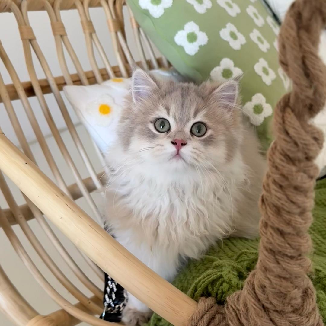 赤峰好多只喵直播号