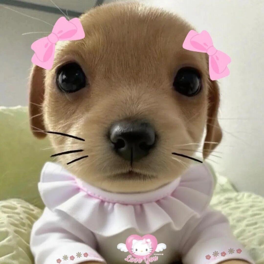 酸奶不吃鱼༠°