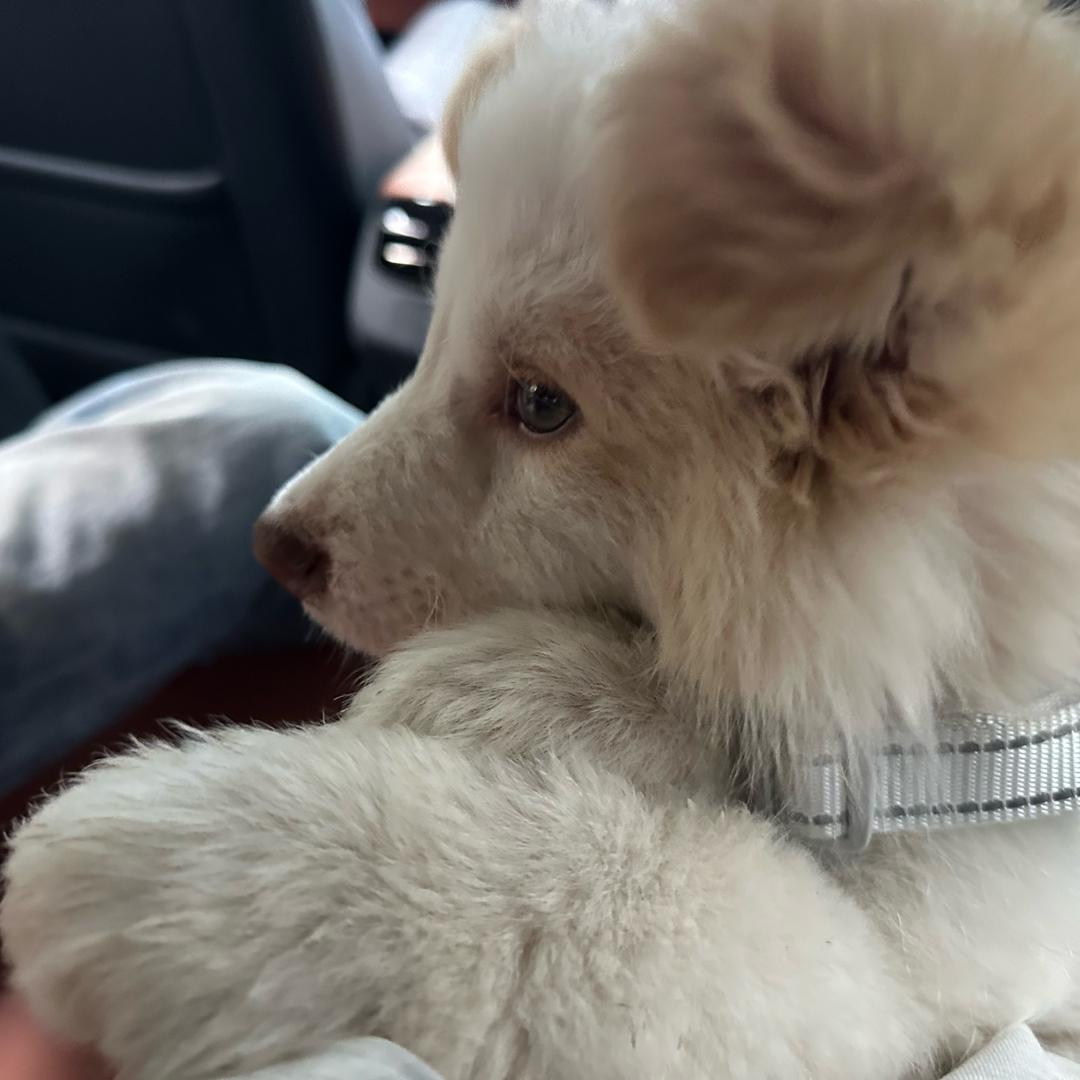 迈巴赫是只聪明🐶