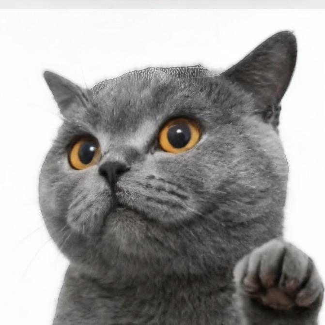 钱多多是一只喵