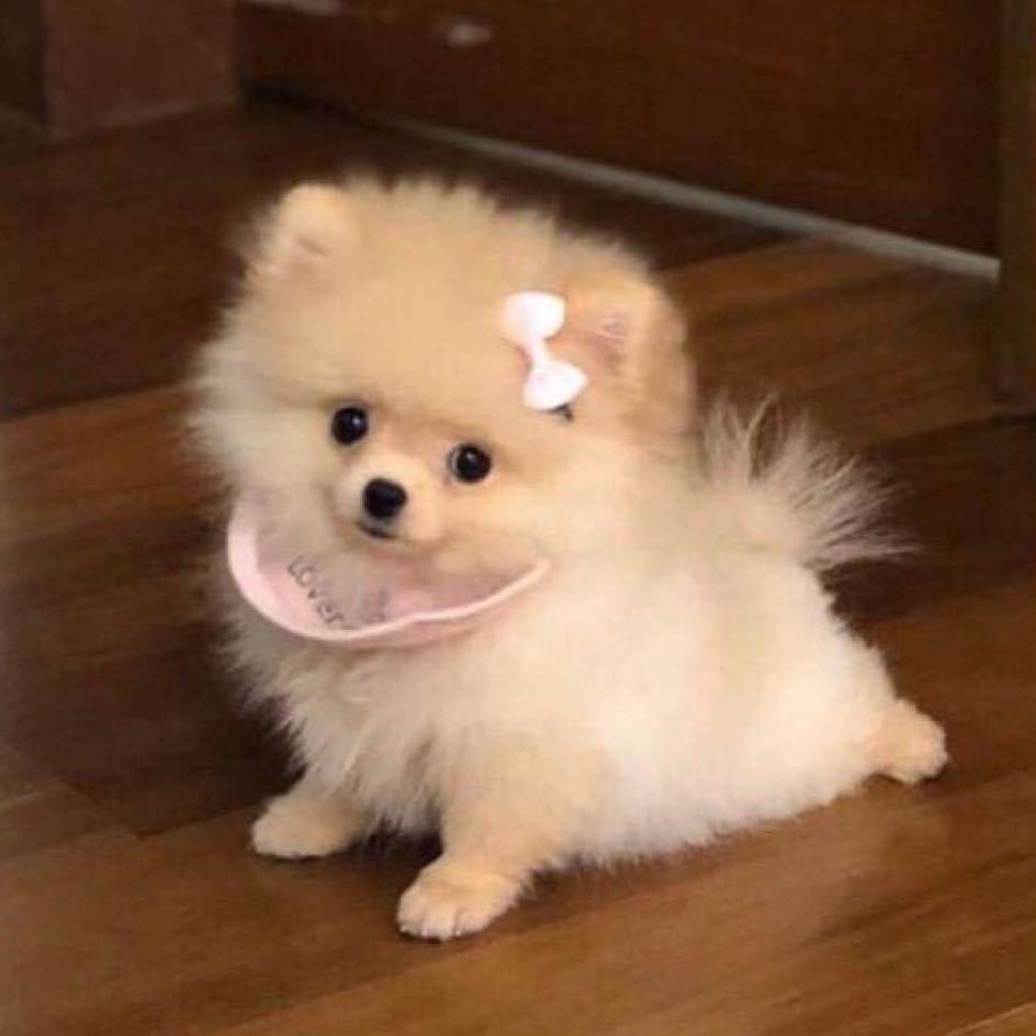 Niekoo