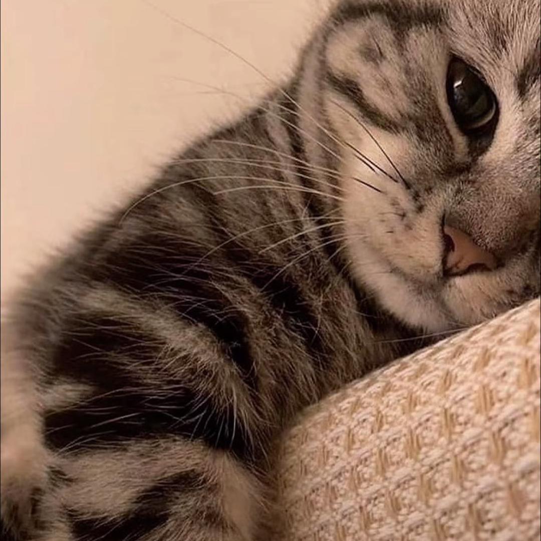 饱饱今天睡觉早早了吗