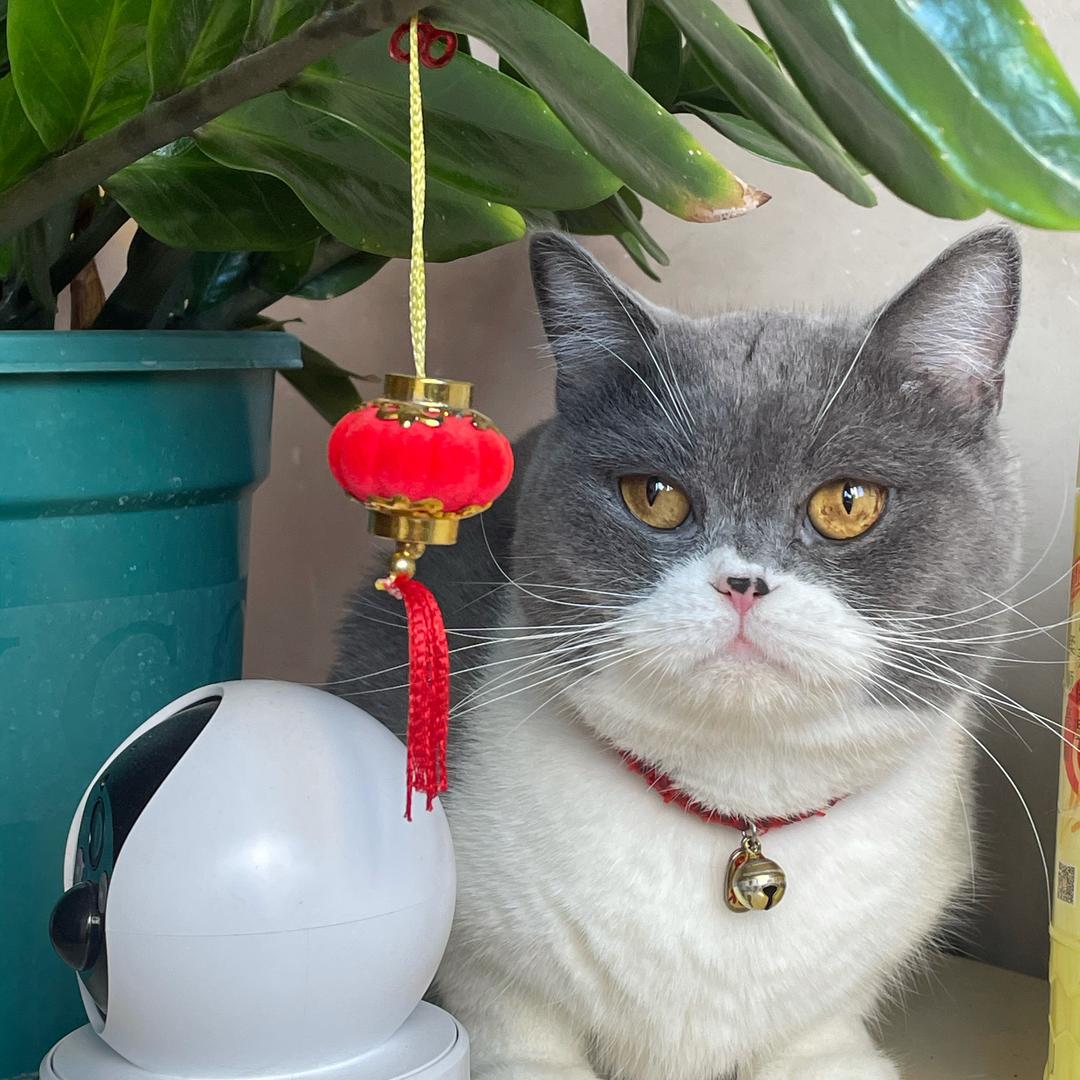 老谭家的红豆