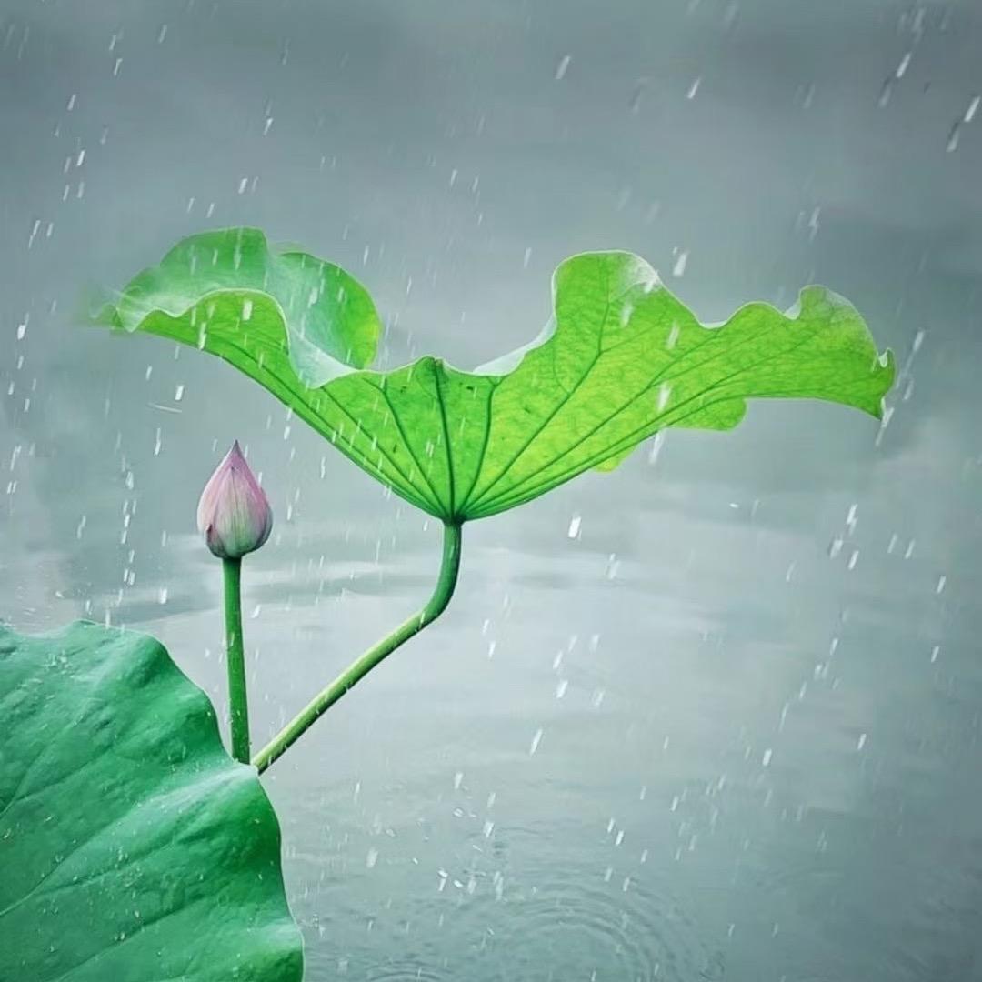 沐逸佳花卉绿植