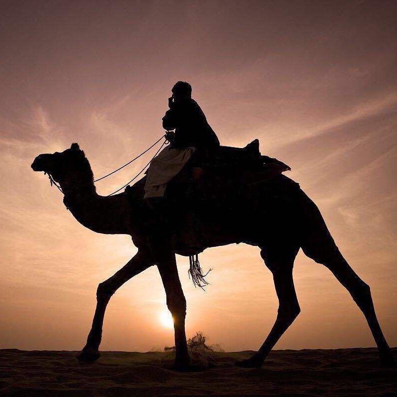 骆驼哥的所见所闻