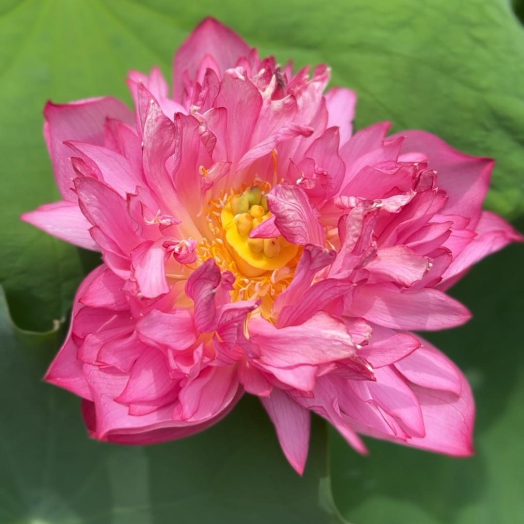熊熊