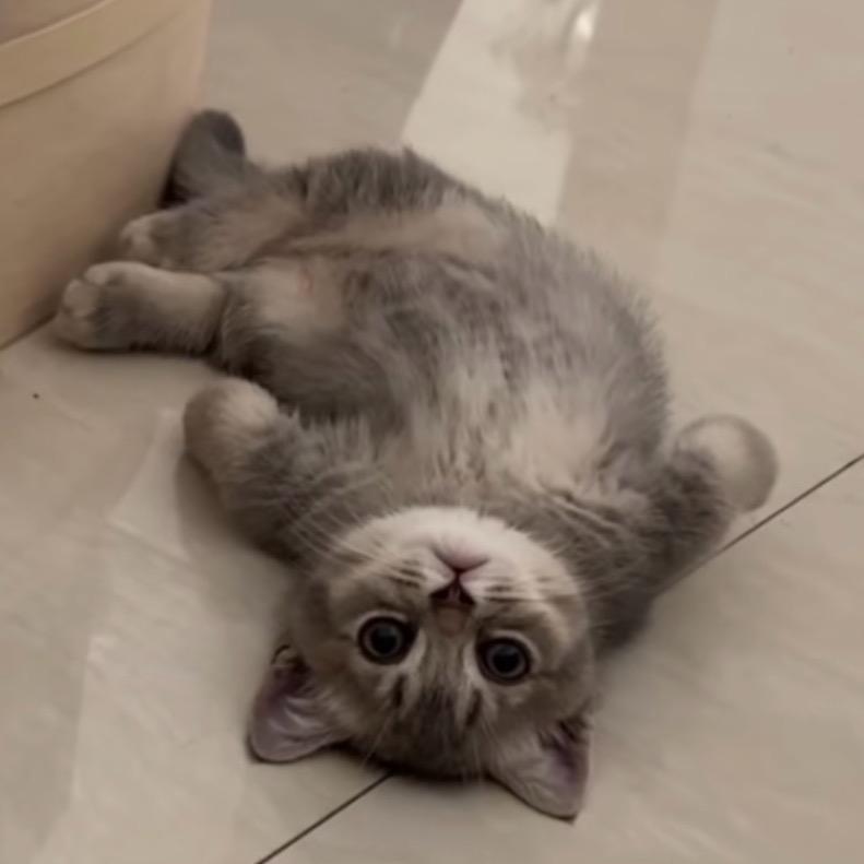 - 叫你吃饭你逗猫。