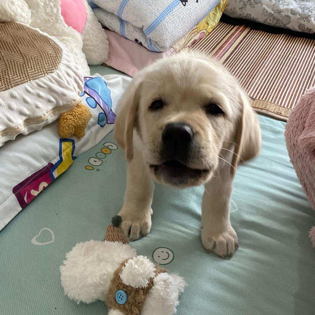 🐏哥的狗（买🐶加🛰）