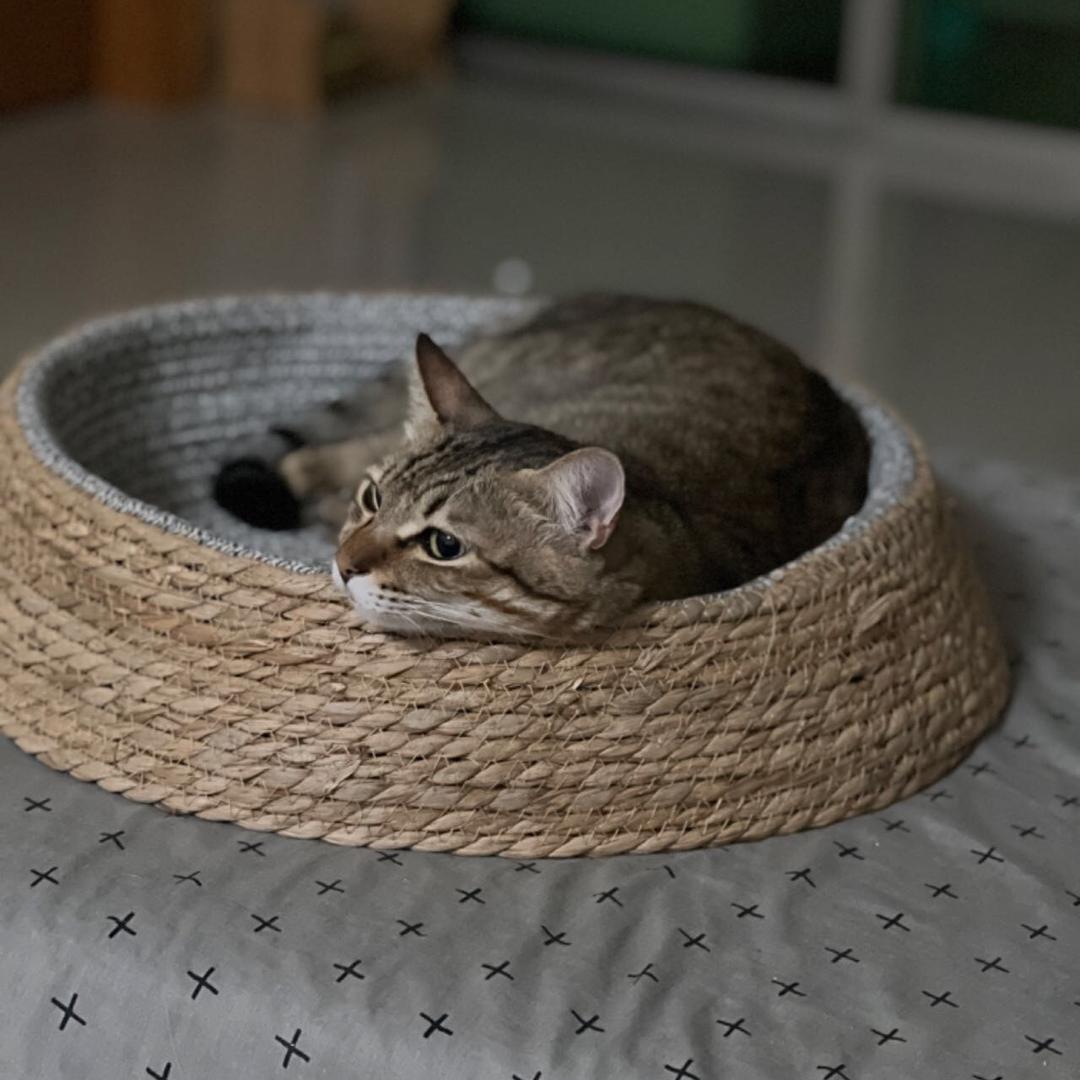 肥良养鱼