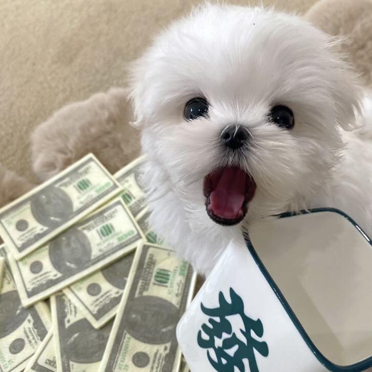 小猫进财宝