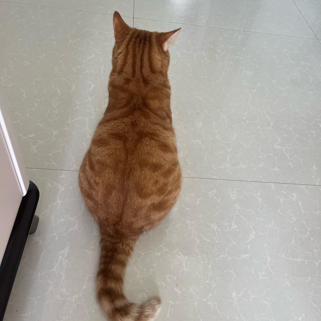 橘猫好物推荐