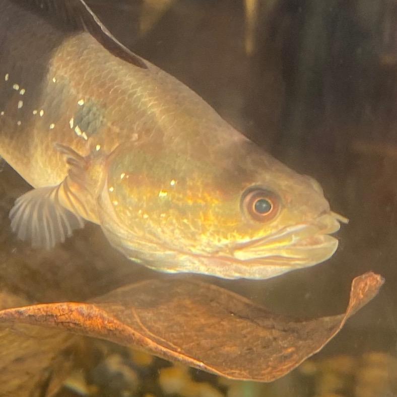 是条鳢🐟🐢