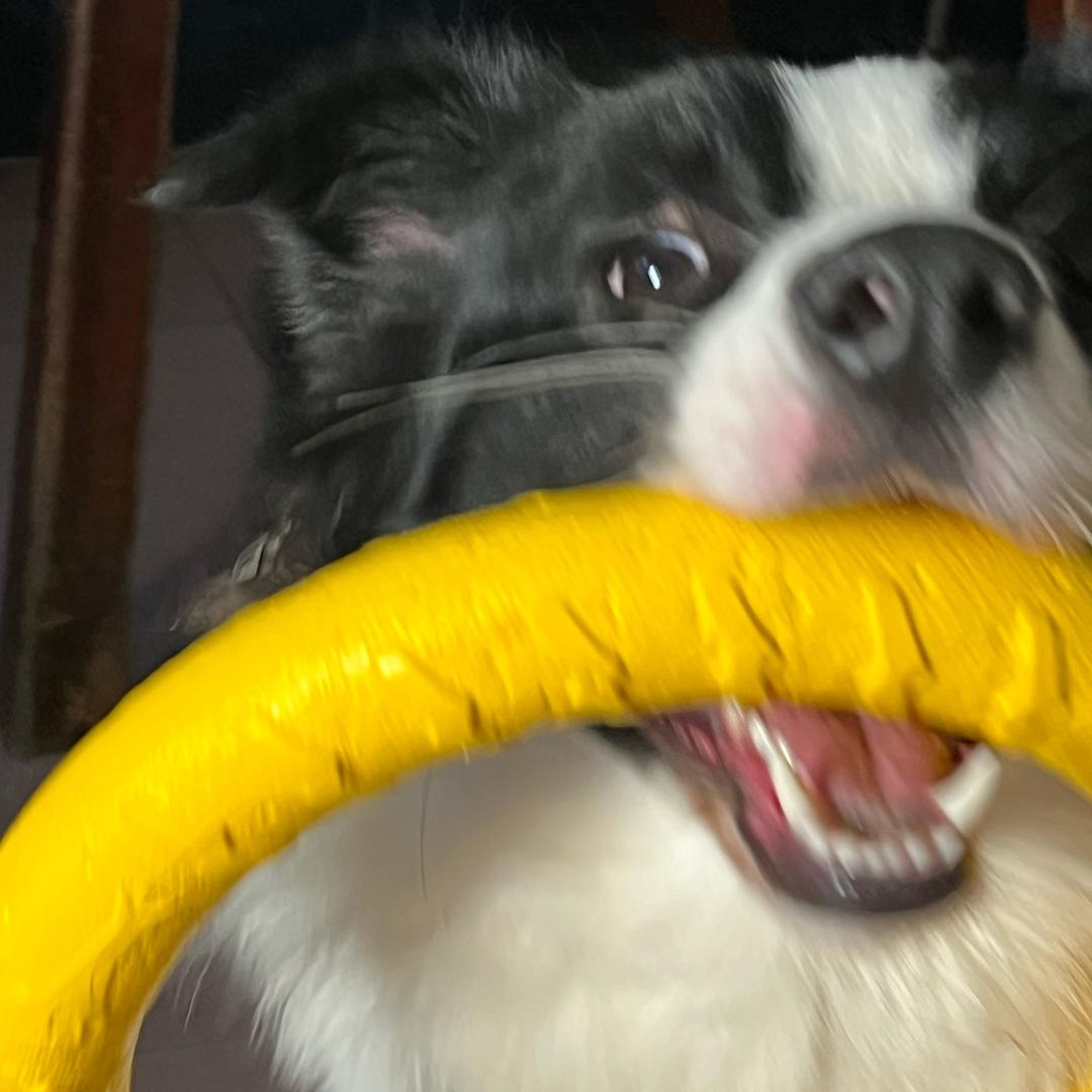 铁铁爱喝抹茶🍵