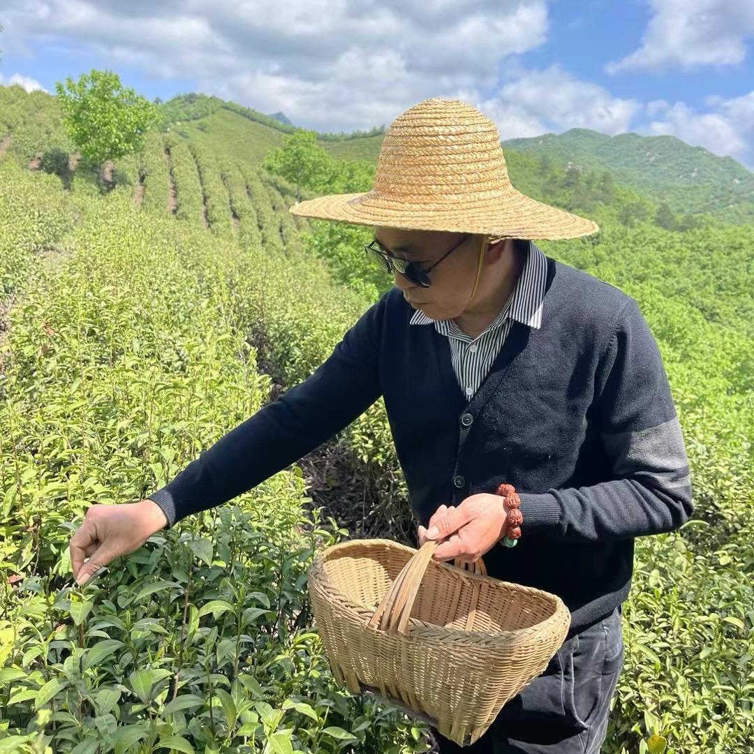 东哥de茶（信阳毛尖）