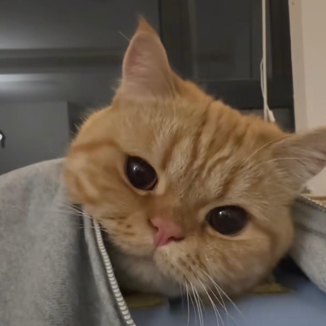 蓝桉（想拥有凯迪拉克版）