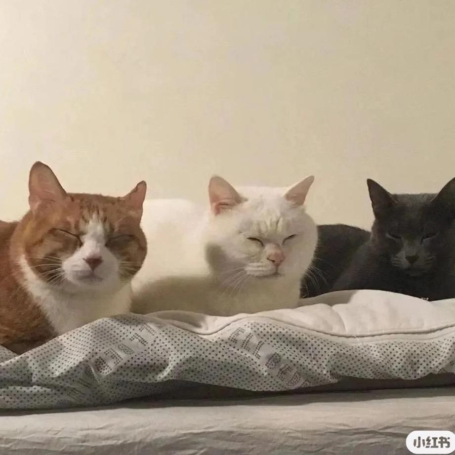 王YoYo（摆烂版）