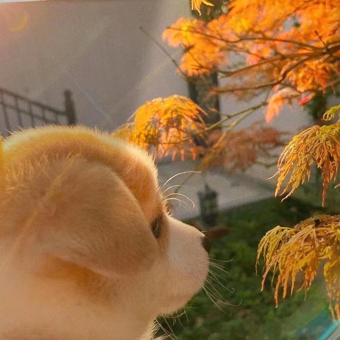 yuan丨丨