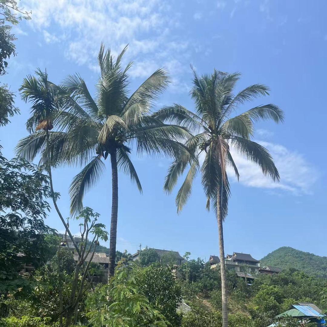 玫瑰...