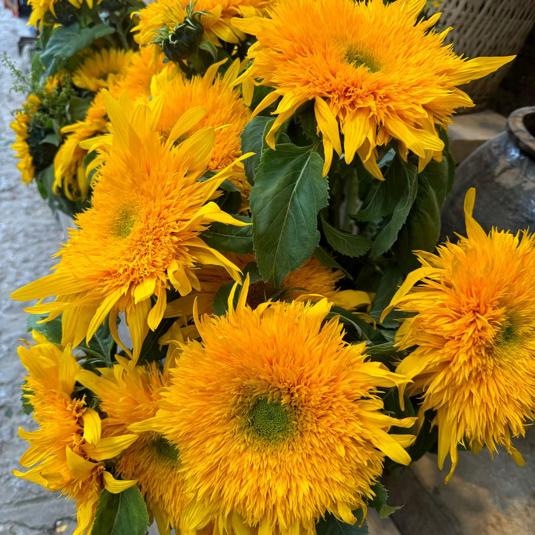 芳芳