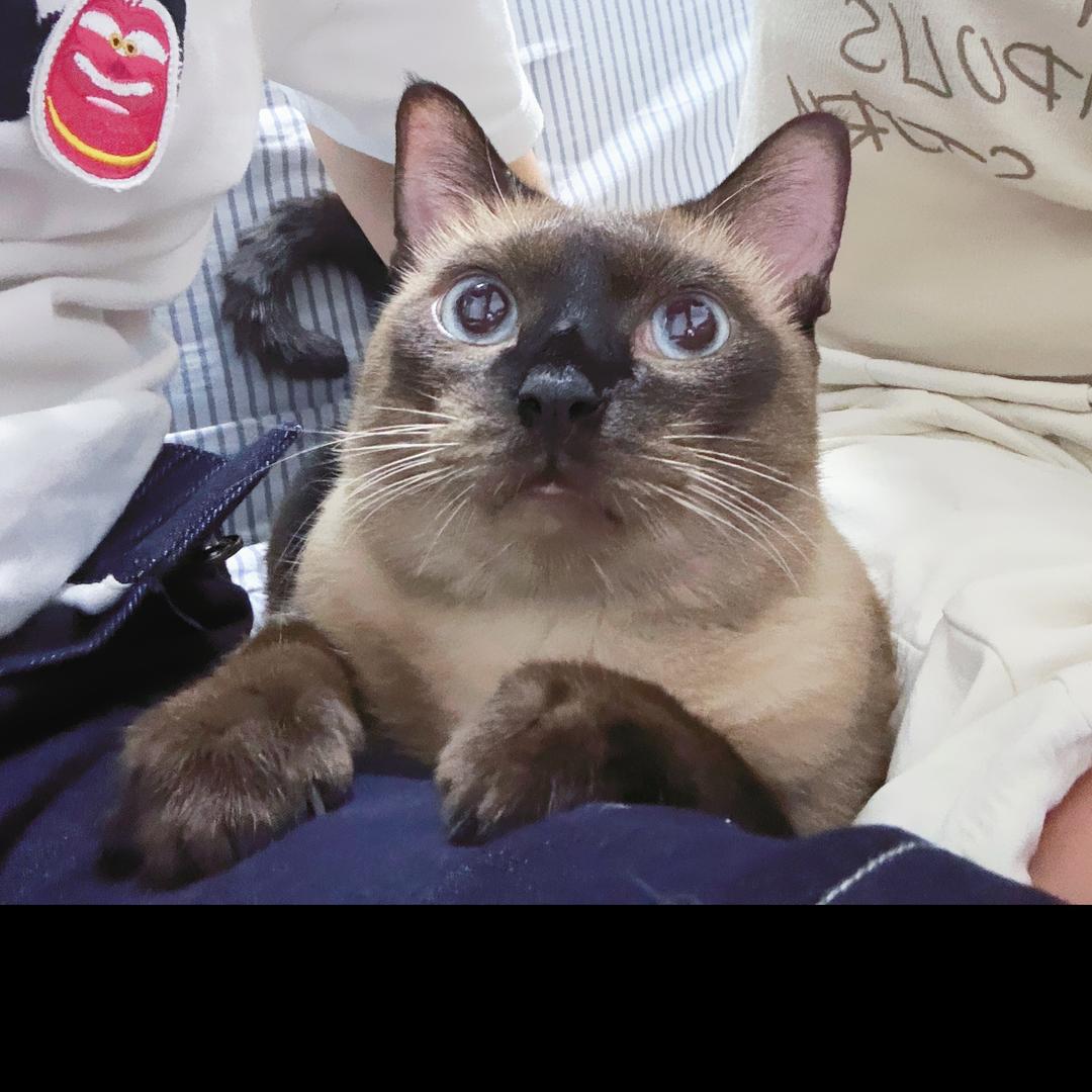 漂亮小煤球
