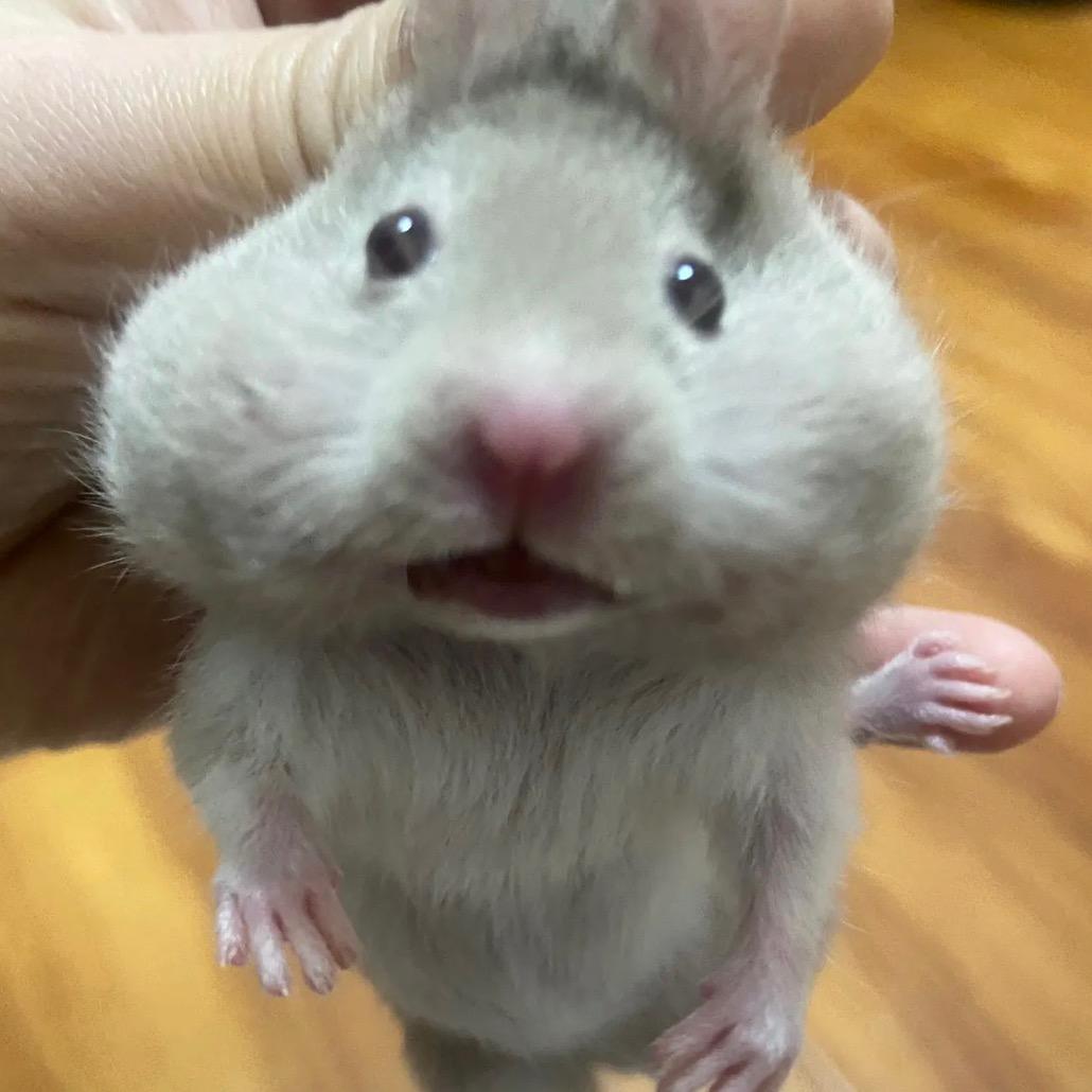 柠檬柚子鸭