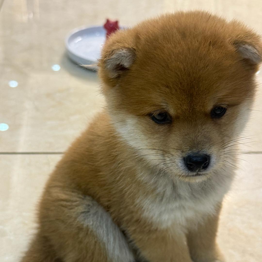 金豆柴柴🐕