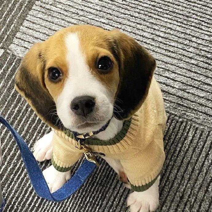 大型比格犬繁育基地