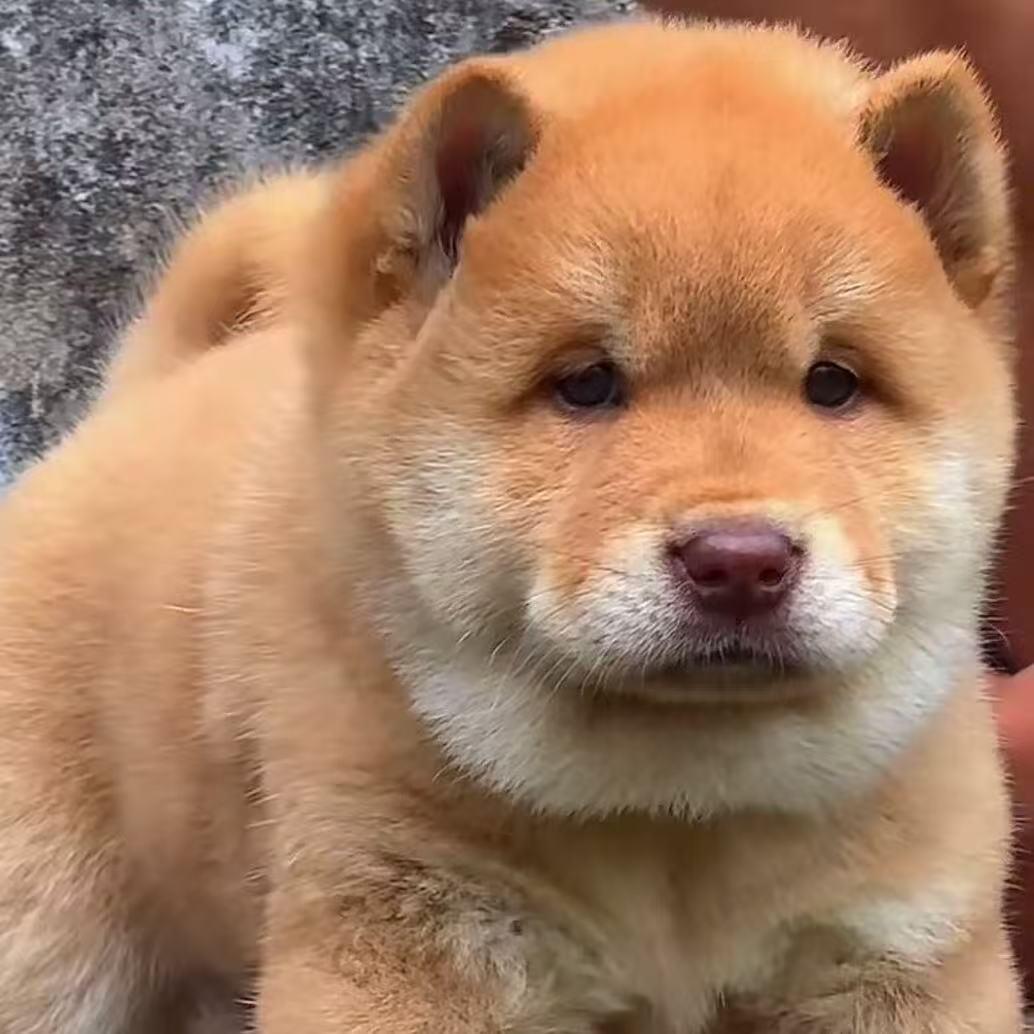 为了田园犬（代淘）