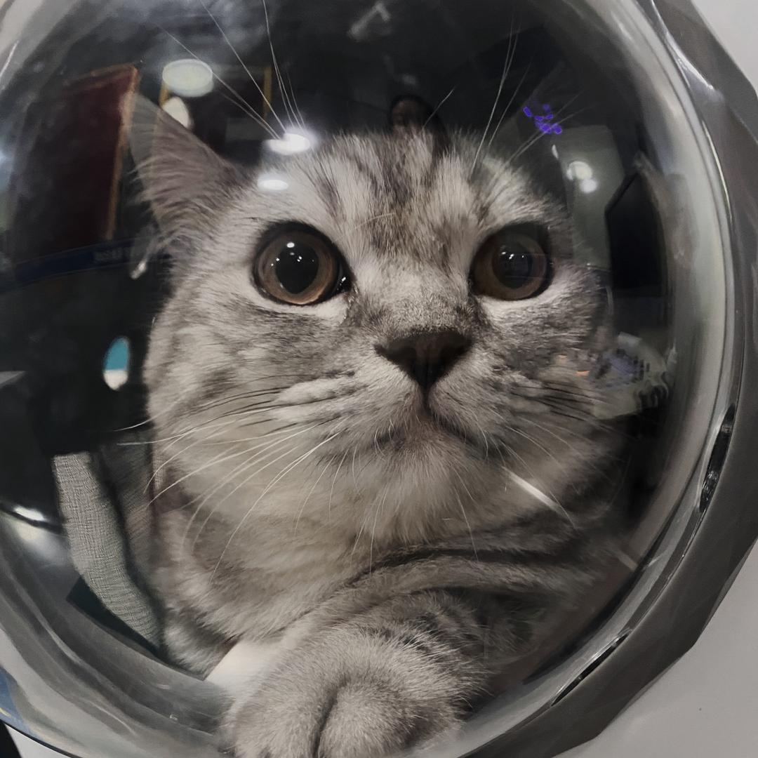 贝贝的贝