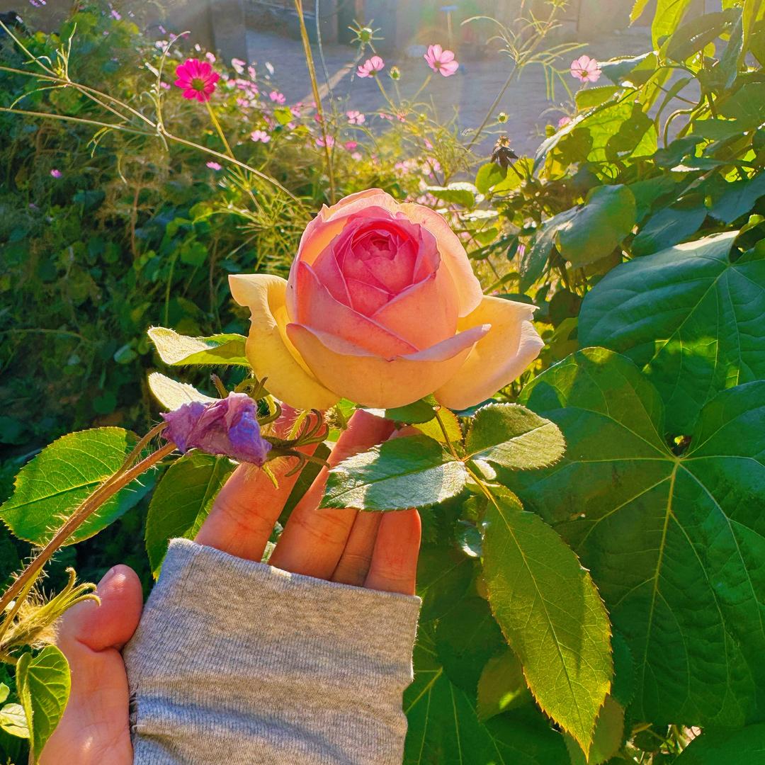 邵邵