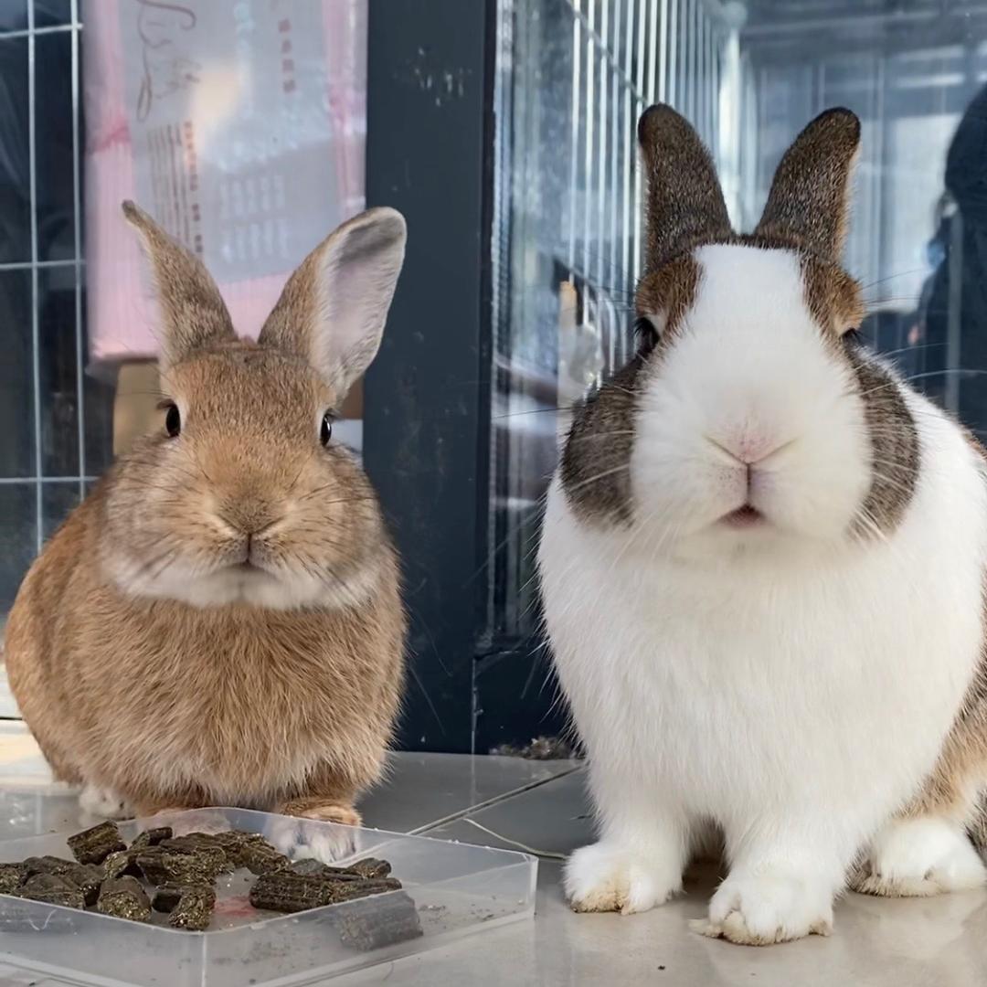 🐰太子和他的麻薯🧑🏻‍🌾